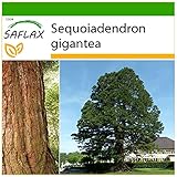 SAFLAX - Berg - Mammutbaum - 50 Samen - Mit keimfreiem Anzuchtsubstrat - Sequoiadendron gig