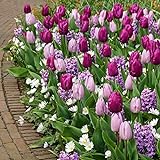 50x Blumenzwiebel Mix | Blüte Lila und Weiß | Tulpen, Hyazinthen, Balkan-Windröschen | Blumenzwiebeln mehrjährig w