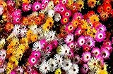 Mittagsblume 300 Samen,Delosperma Mischung, I