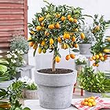 Citrus Japonica 'Kumquat'' | Zwergorangenbaum | Lieferhöhe 40-45cm | Topfgrö?e Ø15