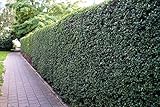 30 Stk. Liguster Atrovirens Ligusterhecke Containerware 40-60 cm hoch - Ligustrum vulgare Atrovirens - Garten von Ehren®