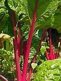 Roter Mangold 'Vulkan' (Beta vulgaris var. cicla) 80 Samen Krautstiel Beißkohl Rö