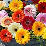 Eantpure Lange Blütezeit winterhart,Gänseblümchen Blumensamen-5 Kapseln_weiß,Steingarten & Staudenb