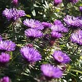 Blumixx Stauden Aster novae-angliae 'Purple Dome' - Raublattaster im 1,0 Liter Topf purpurrot blü