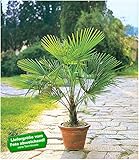 BALDUR-Garten Winterharte Kübel-Palme im 19 cm Topf, 1 Pflanze Trachycarp