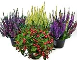 Herbst Blumen Set Nr.9 Calluna vulgaris Trios Milka & Wildbeery, Scheinbeere & Besenheide gelb