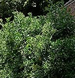 Japanischer Spindelstrauch 60-80cm - Euonymus jap