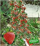 BALDUR Garten Kletter-Erdbeere 'Hummi®', 3 Pflanzen Fragaria Erdbeerbäumchen schnellwachsende Klettererdbeeren, selb