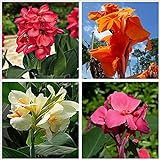 Canna Knollen - Indisches Blumenrohr/Leichtes Aroma/Seltene Spezies/Hohe Keimrate/Gartenpflanzen/Einfache Pflege-11 C