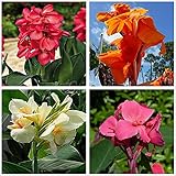 Canna Knollen - Indisches Blumenrohr/Leichtes Aroma/Seltene Spezies/Hohe Keimrate/Gartenpflanzen/Einfache Pflege-11 C