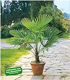 BALDUR Garten Winterharte Kübel-Palmen 1 Pflanze, Chinesische Hanfpalme Freilandpalme Gartenpalme,Trachycarp