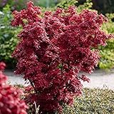 Ahorn palmatum 'Shaina' | Fächerahorn | Rot-lila Blatt | Höhe 40-50cm | Topf-Ø 19