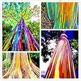 100pcs/bag seltene Regenbogen-Eukalyptus-Samen, Bonsai-Baum-Samen vergossen Hof Pflanze für Pflanze Hausgarten, einfach anzub