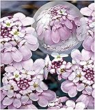 BALDUR Garten Winterharter Bodendecker Iberis Schleifenblume 'Pink Ice®', 2 Pflanzen w