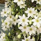 2 x Clematis Early Sensation | 2-er set Immergrüne Kletterpflanzen - Mehrjährig und Winterhart) | Weiß - 2 x 1,5 Liter Top