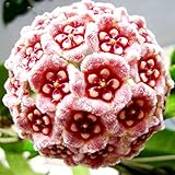 TENGGO Egrow 20 Stücke/Paket Hoya Samen Topf Samen Hoya Carnosa Blumensamen Garten Pflanzen - 07