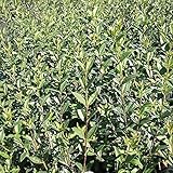 10 Stück Zwergliguster Lodense Heckenpflanzen Ligustrum vulgare Topfware 15-30