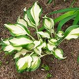 Funkien Pflanze Winterhart Fetthenne Pflanze Blumensamen Hosta Blumen Deko Balkon Gartendeko FüR DraußEn Bodendecker Exotische Pflanzen Winterhart Funkien Winterhart Pflanzen 50 Hosta Saatg
