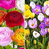 100x Blumenzwiebeln Mix 'Multi' | Krokusse und Ranunkeln | Frühjahrsblüher Zwiebeln | Blumenzwiebeln Mehrjährig W