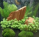 Mühlan Topartikel - Anti-Algen-Set, 5 schnellwachsende Pflegeleichte Aquariumpflanzen + 2 Mooskug
