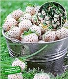 BALDUR Garten Weiße Ananas-Erdbeere 'Natural White®', 3 Pflanzen & 1 Pflanze rote Erdbeere Senga Sengana, Fragaria w