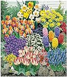 BALDUR Garten 140 Blumenzwiebeln Spar-Paket, 140 Zwiebeln im Mix mit Tulpen, Narzissen Hyazinthen, Anemonen, Z
