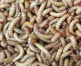 Allterra Mehlwürmer, lebend, 1 kg