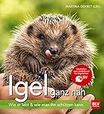 Igel ganz nah: Wie er lebt & wie man ihn schützen k