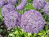 Zierlauch Zwiebeln (10 Stück) - Blumenzwiebeln Allium Giganteum Riesenlauch - Grösse 16/18 - mehrjährig - winterhart - SAISONWARE - NUR KURZE ZEIT ERHÄLTLICH