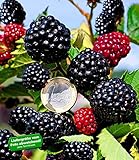 BALDUR Garten Zuckerbrombeere Asterina® 1 Pflanze Rubus fruticosus winterhart Brombeerpflanze Bromb