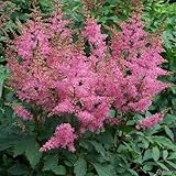 Rosa Prachtspiere (Astilbe arendsii 'Astary Pink') - 1