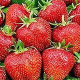 10st Fragaria x Ananassa OSTARA - Erdbeere - Erdbeerp