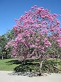 Tabebuia Rosea, Rosa Trompetenbaum, Pink Trumpet Tree, 10 S