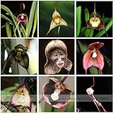 100 Samen mit 9 Sorten Affengesicht Orchidee Dracula Simia Selten Monkey Face Gemischt Rar S