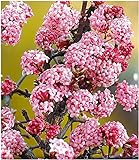 BALDUR Garten Duft-Schneeball Dawn,1 Pflanze, Viburnum bodnantense Winterschneeb