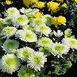 50pcs Chrysantheme Samen Natürlich Schöne Mehrjährige Blumen Weit Pflanzung Duftenden Landschaft Dekoration Zieht Schmetterlinge Und B