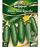 Quedlinburger Snack-Gurke 'Picolino' F1, 1 Tüte S