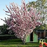 1st. Japanische Blüten/-Zierkirsche 'Prunus serrulata' 120-150cm im großen Top
