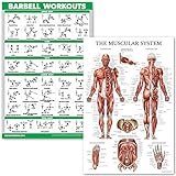 QuickFit Hanteltraining und Muskelsystem Anatomie Poster Set – laminiertes 2 Diagramm – Langhanteltraining Routine & Muskelanatomie Diagramm (45,7 x 68,6 cm)