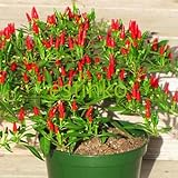 N.E.W Hot Heirloom 50/Lot Thai Sun Hot Pfeffer Capsicum Pfeffer Ornament Chili Samen Bonsai Pflanze Mini Hot Pepper S