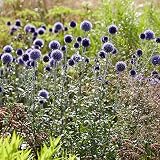 6x Echinops ritro 'Veitchs Blue' | Blaue Kugeldistel Pflanzen | Winterharte Stauden Mehrjährig | Höhe 20-22cm | Topf Ø 9
