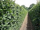 20 Stk. Hainbuche Hainbuchenhecke Containerware 150-175 cm hoch - Carpinus betulus - Garten von Ehren®