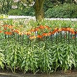 2x Fritillaria imperialis 'Rubra' | 2er Set Rote Kaiserkrone Zwiebel | Kaiserkrone Blumenzwiebel Winterhart | Ø 20