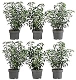 Dehner Portugiesischer Kirschlorbeer Angustifolia, für 2 Meter Hecke, ca. 40-60 cm, 6 x 5 l Topf, Heckenpflanze  