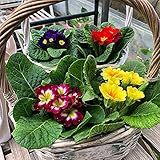 Primel Samen Weltberühmte Blumen Wunderblume Aromatischer Garten Zierlich Süß-100