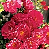 'Heidetraum' -R-, Rosen-Halbstamm im Container, ADR-R