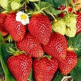 10st Fragaria x Ananassa LAMBADA - Erdbeere - Erdbeerp