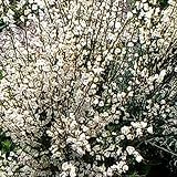 Cytisus Praecox 'Albus'- Weißer Ginster'Albus' 40-60