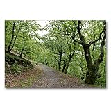 CALVENDO Premium Textil-Leinwand 90 x 60 cm Quer-Format Der Knorreichenstieg am Edersee, Leinwanddruck von Christine Schmutzler-Schaub
