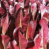 Romana-Salat - Red Cimarron (500 Samen)
